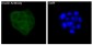 Anti-Insulin Rabbit Monoclonal Antibody